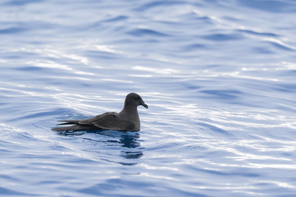 Бульверов штормовик - ML646951780