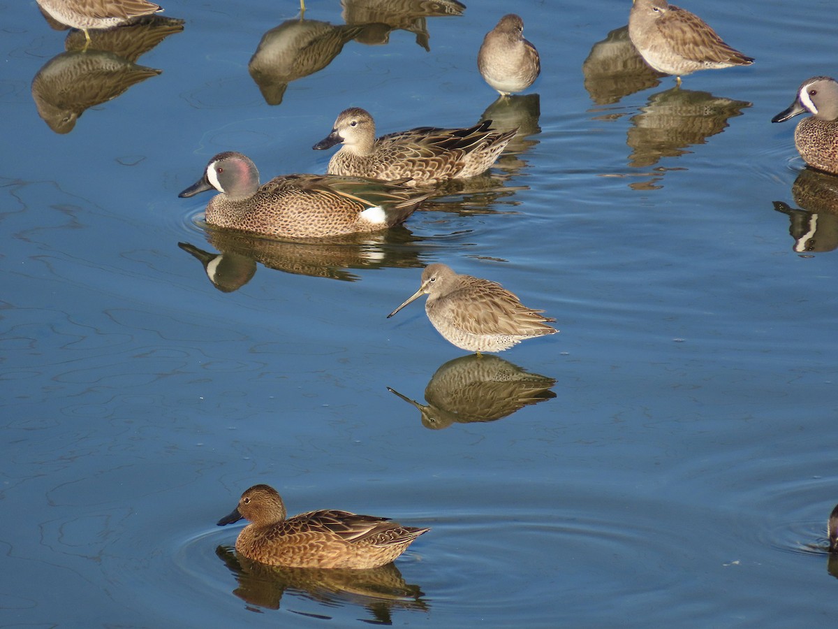 Zertzeta hegalurdina - ML646951782