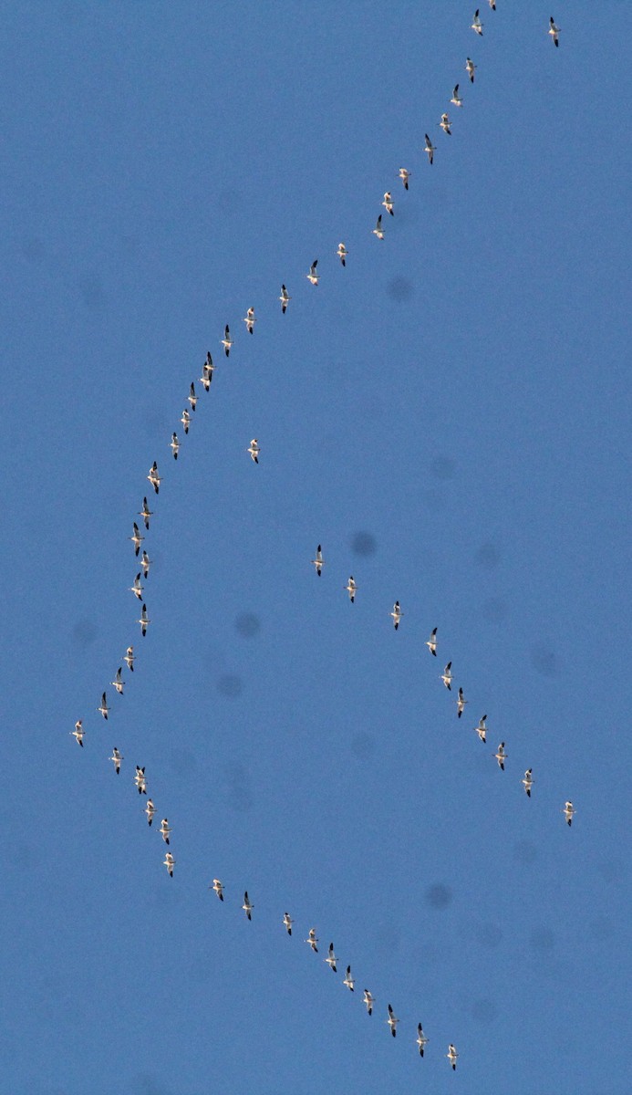 Snow Goose - ML646951783