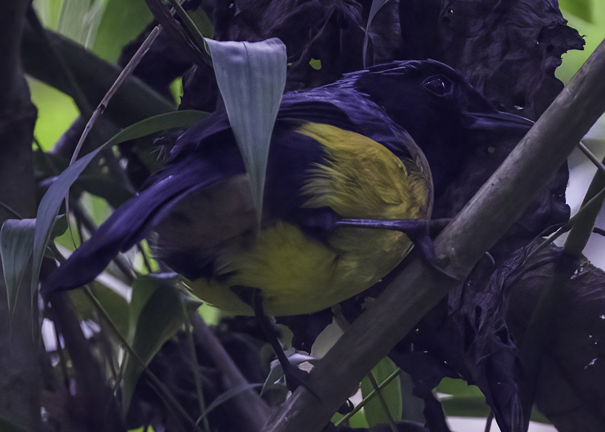 Buff-banded Mountain Tanager - ML646951784