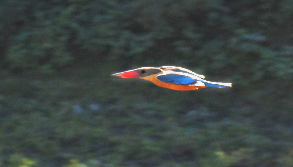 Аистоклювый гуриал - ML646951785