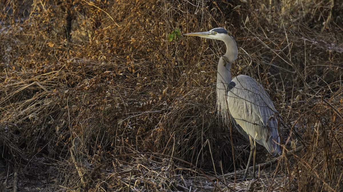 Great Blue Heron - ML646951788