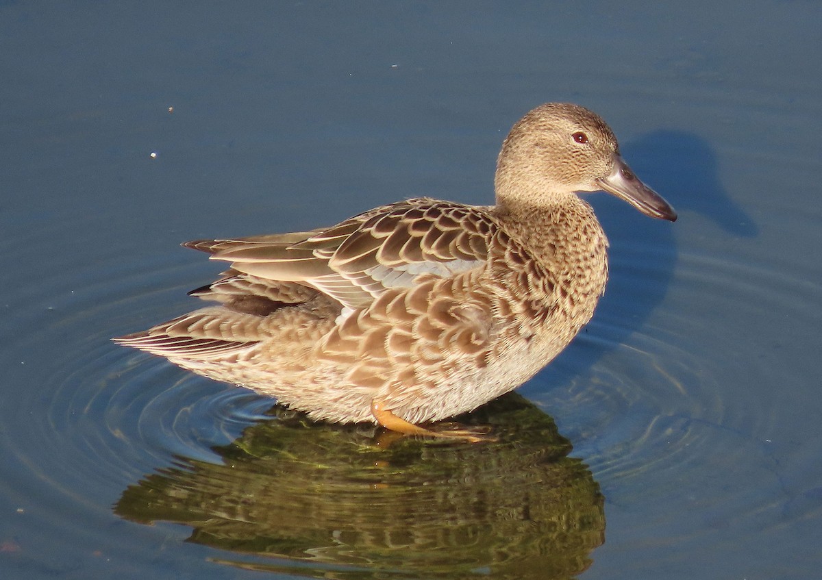 Zertzeta kanelakara - ML646951790