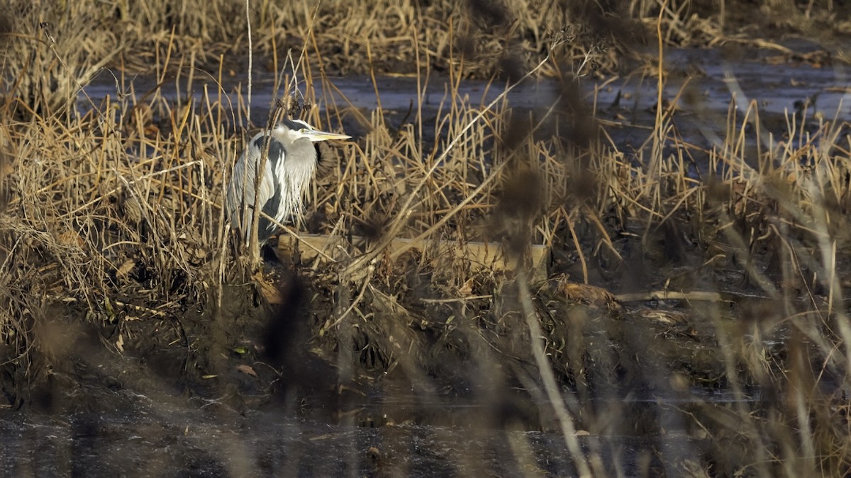 Great Blue Heron - ML646951791