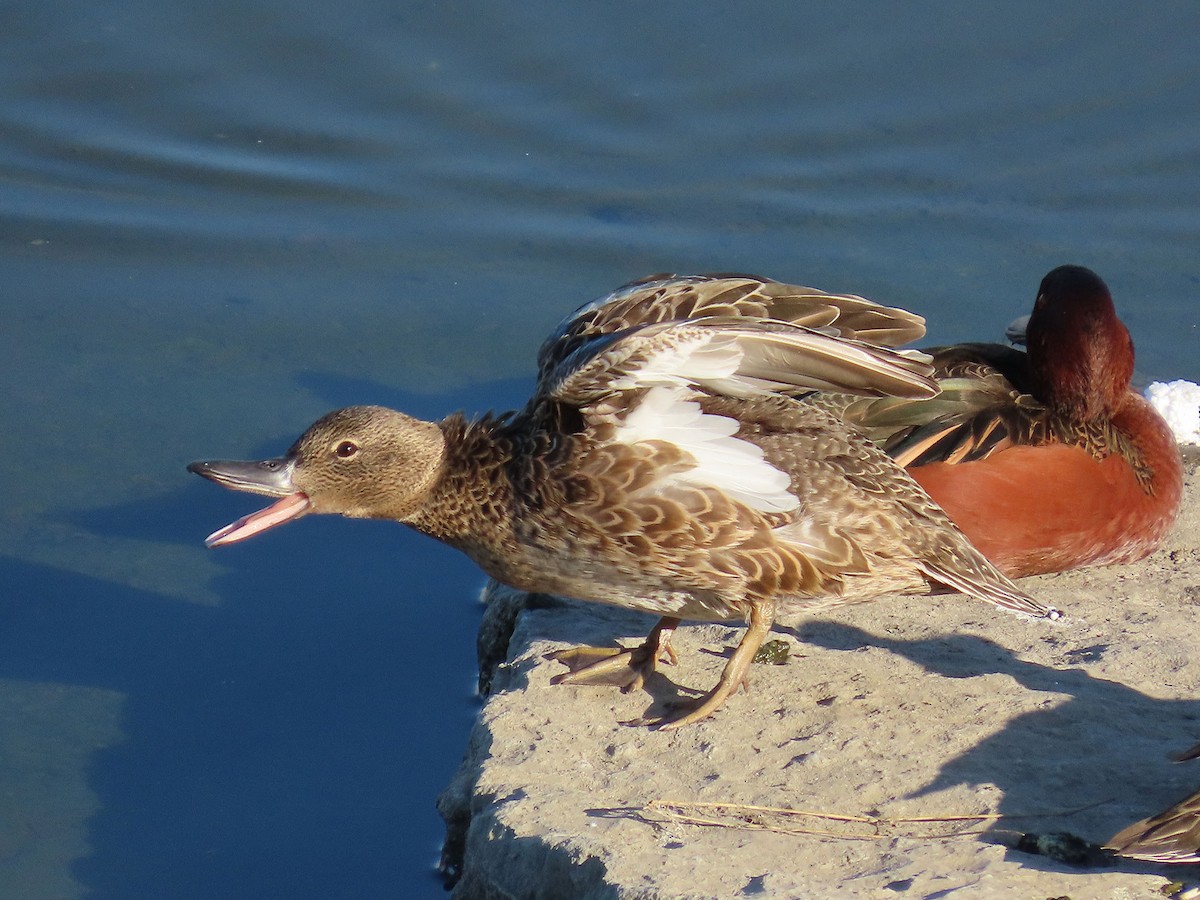 Zertzeta kanelakara - ML646951792