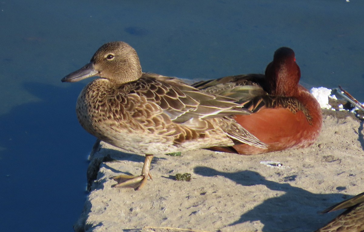 Zertzeta kanelakara - ML646951793