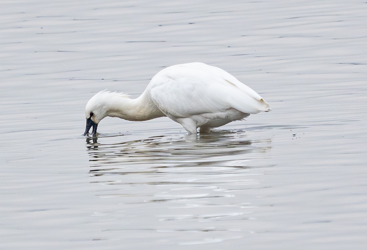 Mokozabal zuria - ML646951794