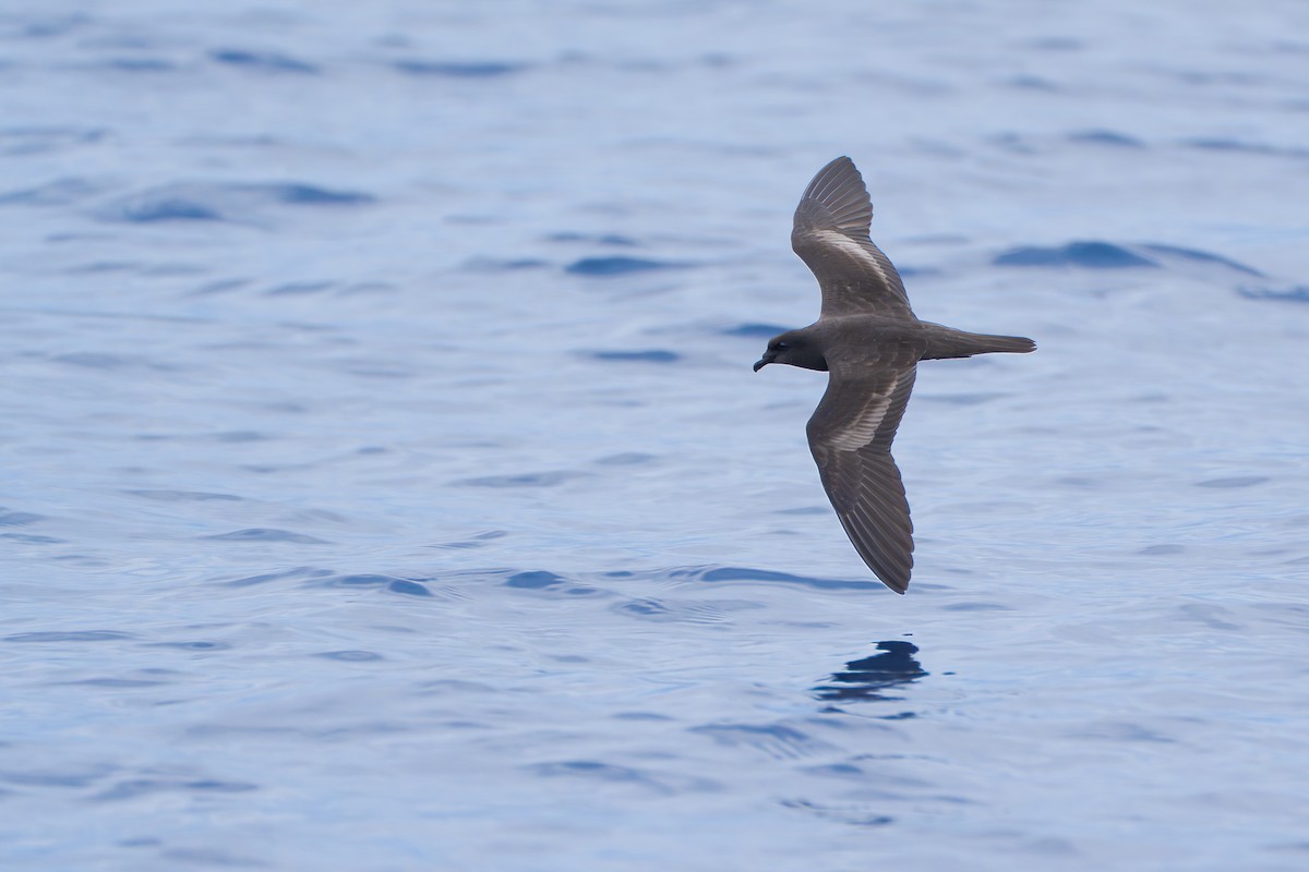 Бульверов штормовик - ML646951796