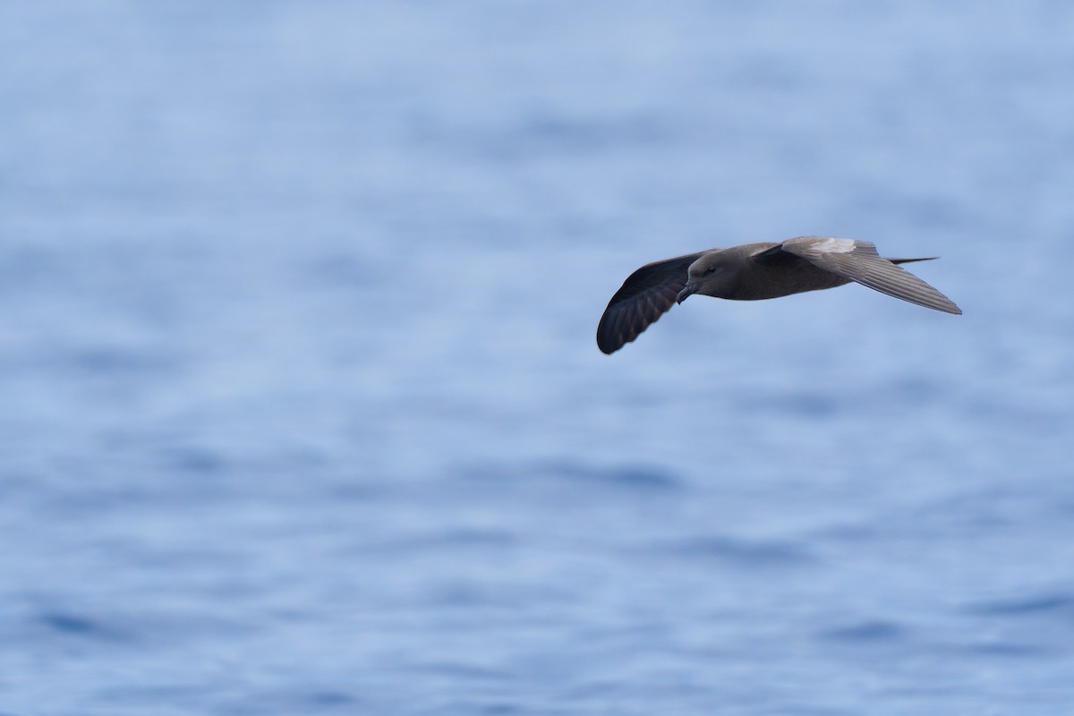 Бульверов штормовик - ML646951797