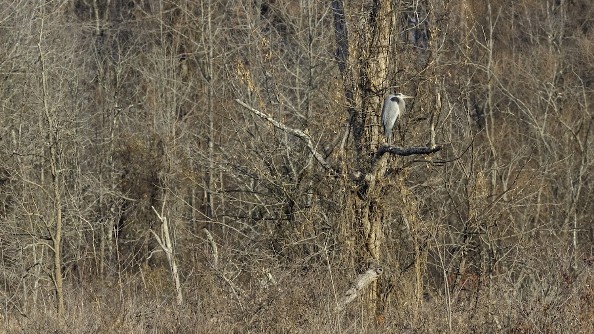 Great Blue Heron - ML646951798