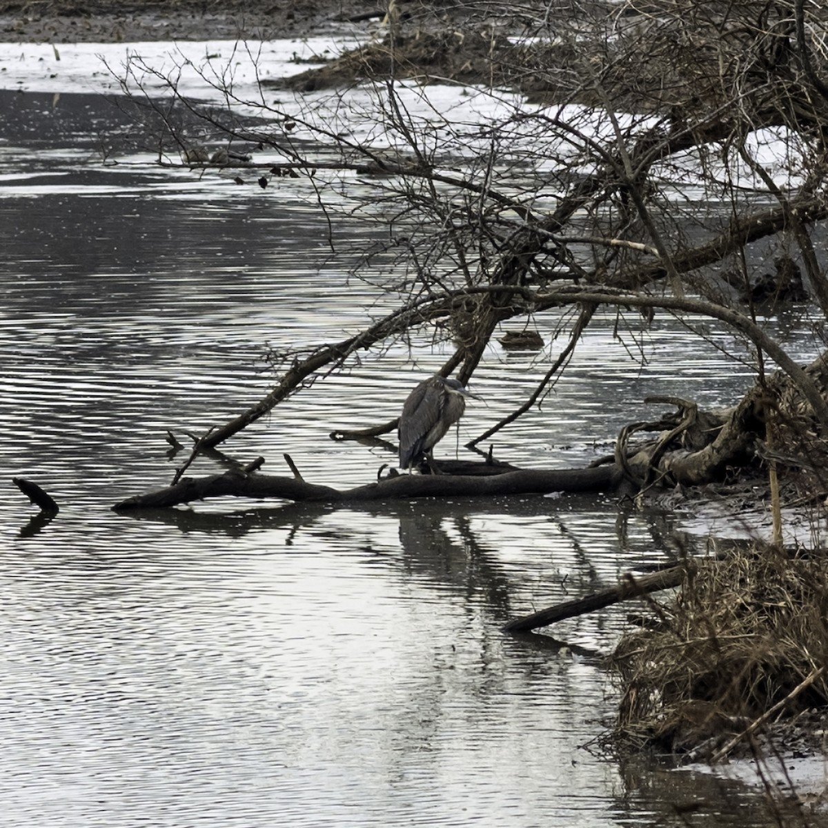 Great Blue Heron - ML646951800