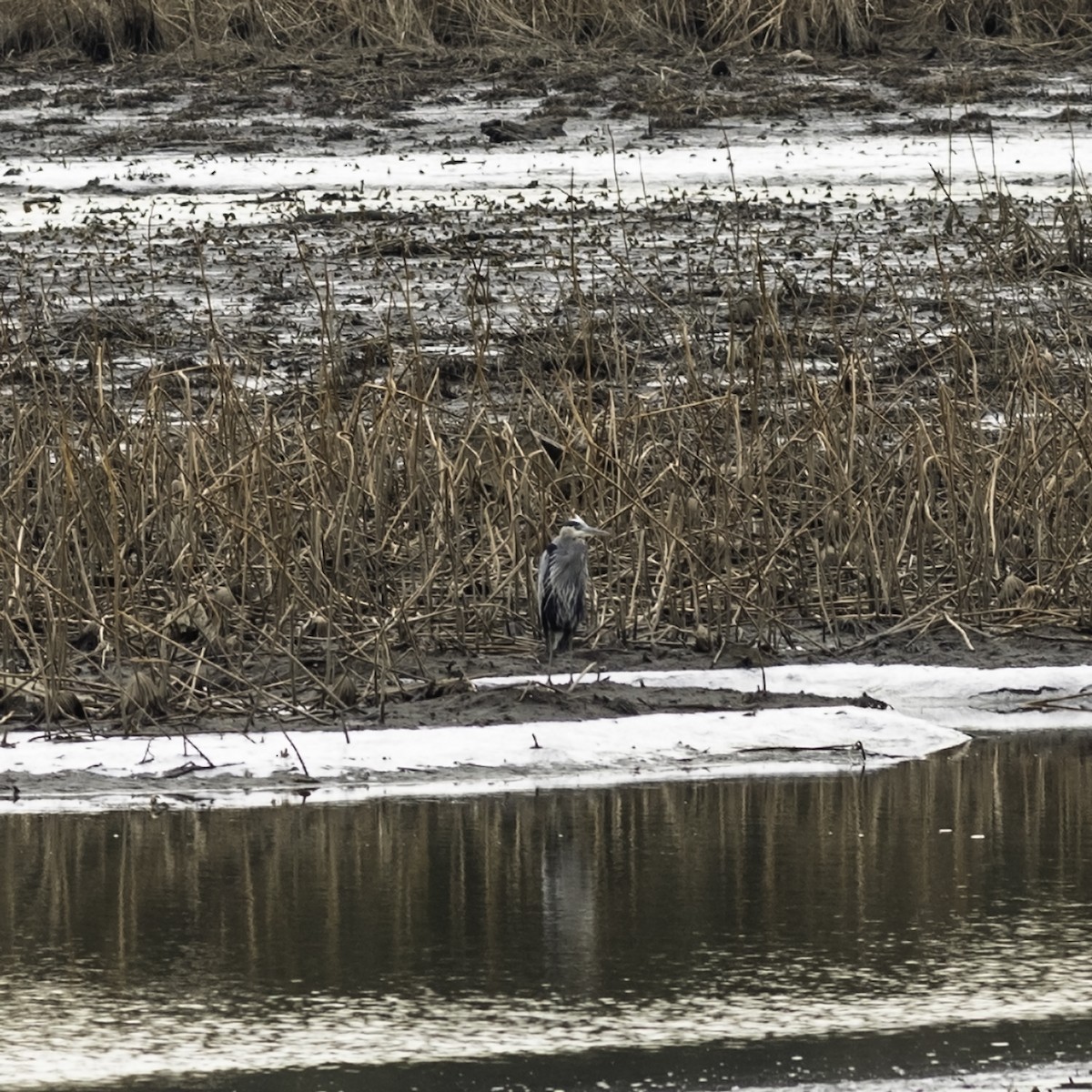 Great Blue Heron - ML646951801