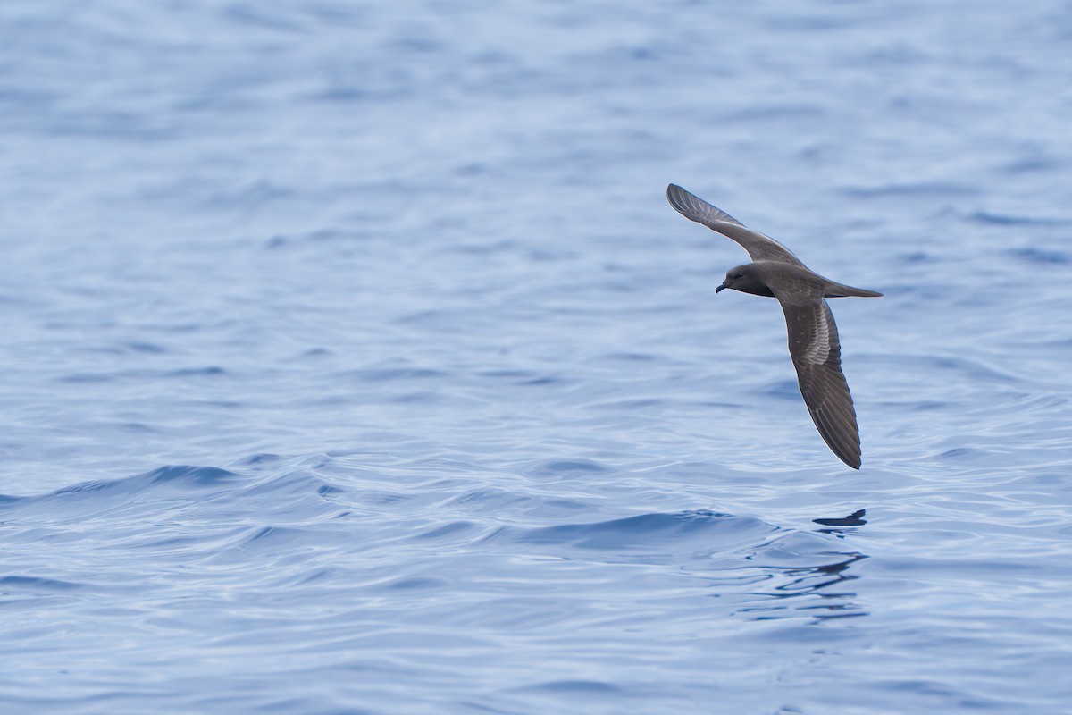 Бульверов штормовик - ML646951802