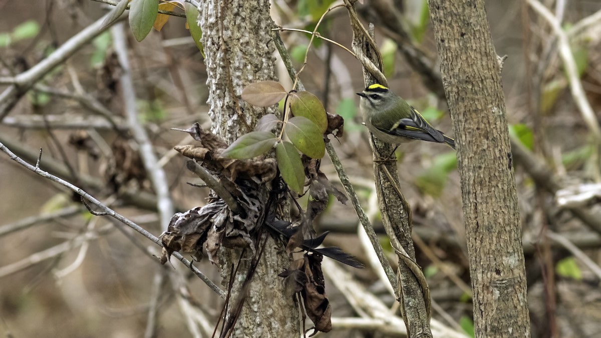 Golden-crowned Kinglet - ML646951804