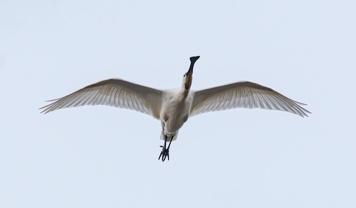 Mokozabal zuria - ML646951806