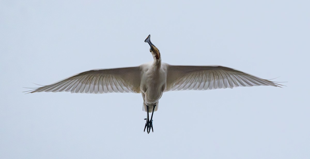 Mokozabal zuria - ML646951807