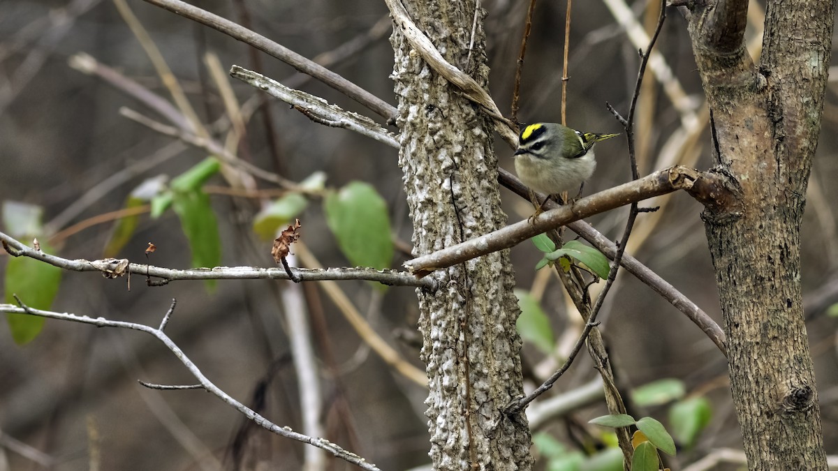 Golden-crowned Kinglet - ML646951808