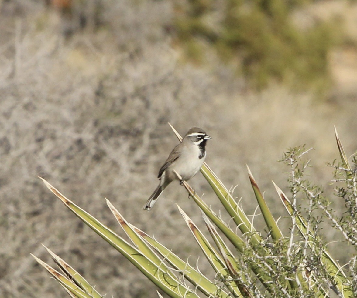 Black-throated Sparrow - ML646951818