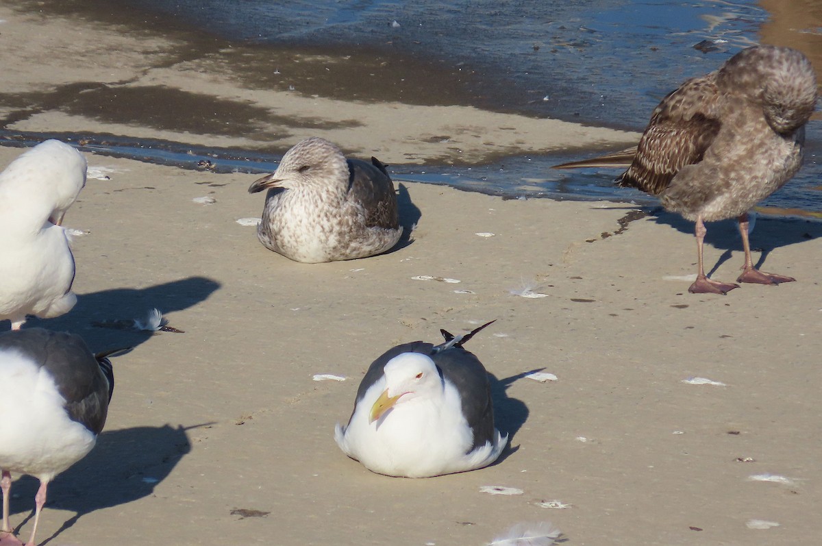 Zafferano (graellsii) - ML646951820