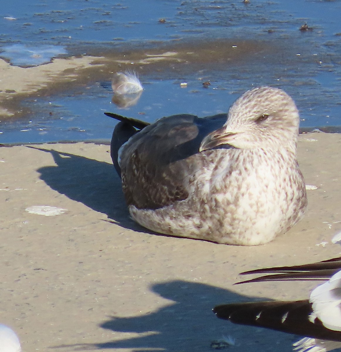 Zafferano (graellsii) - ML646951821