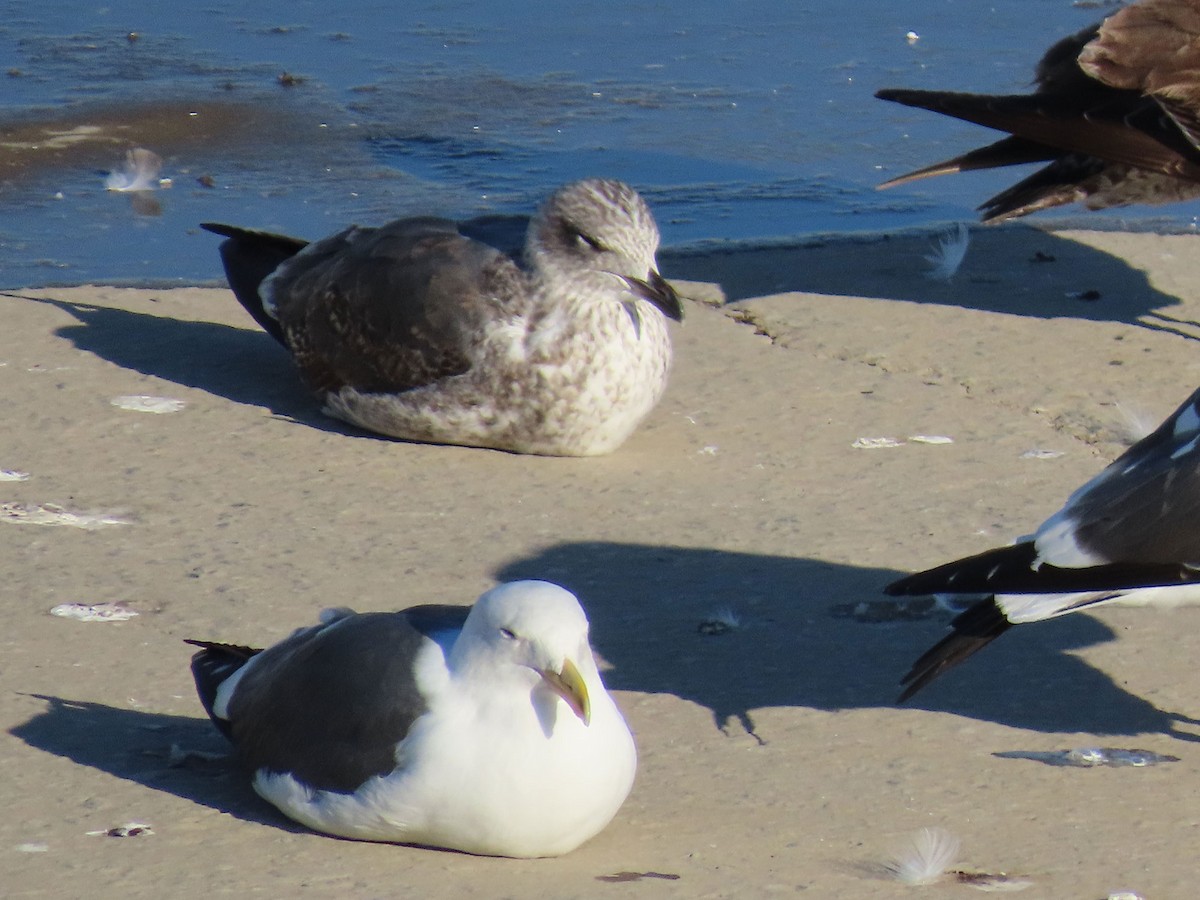 Zafferano (graellsii) - ML646951822