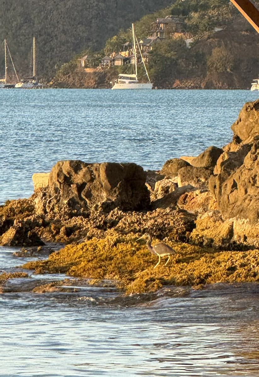 Tricolored Heron - ML646951826