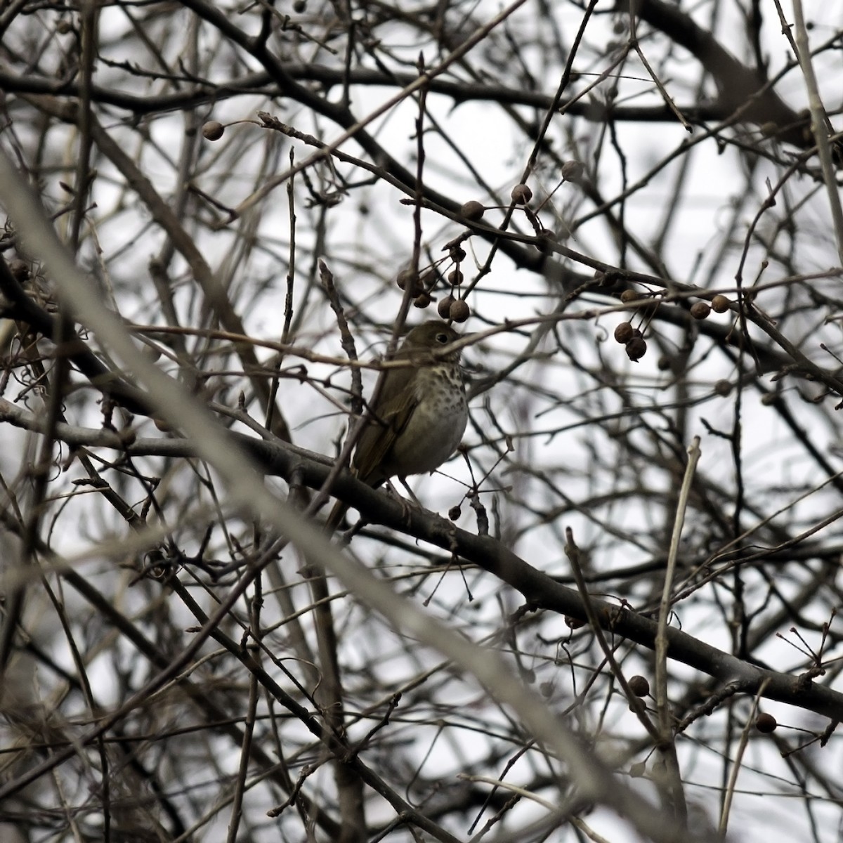 Hermit Thrush - ML646951828