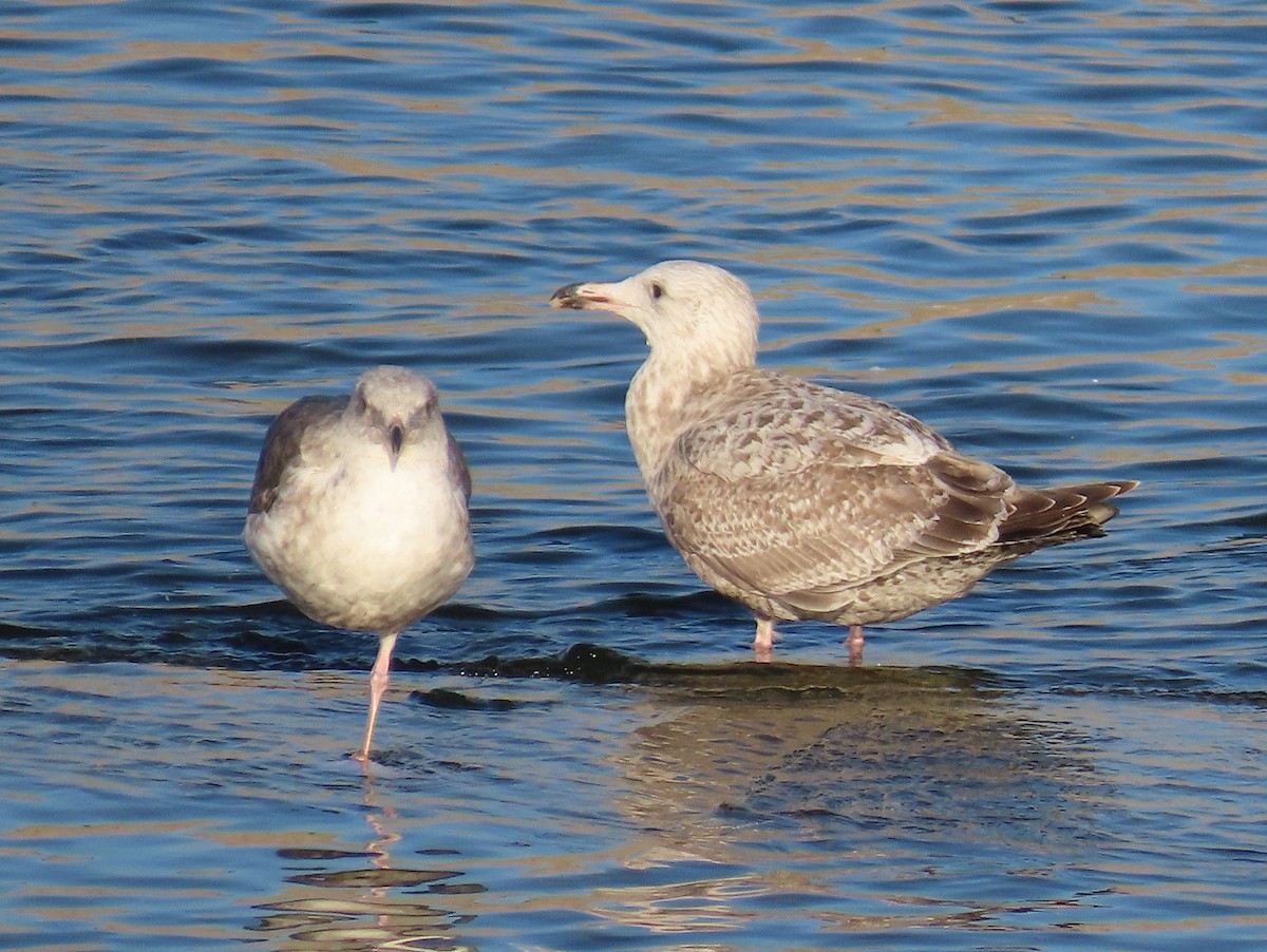 American Herring x Glaucous-winged Gull (hybrid) - ML646951829