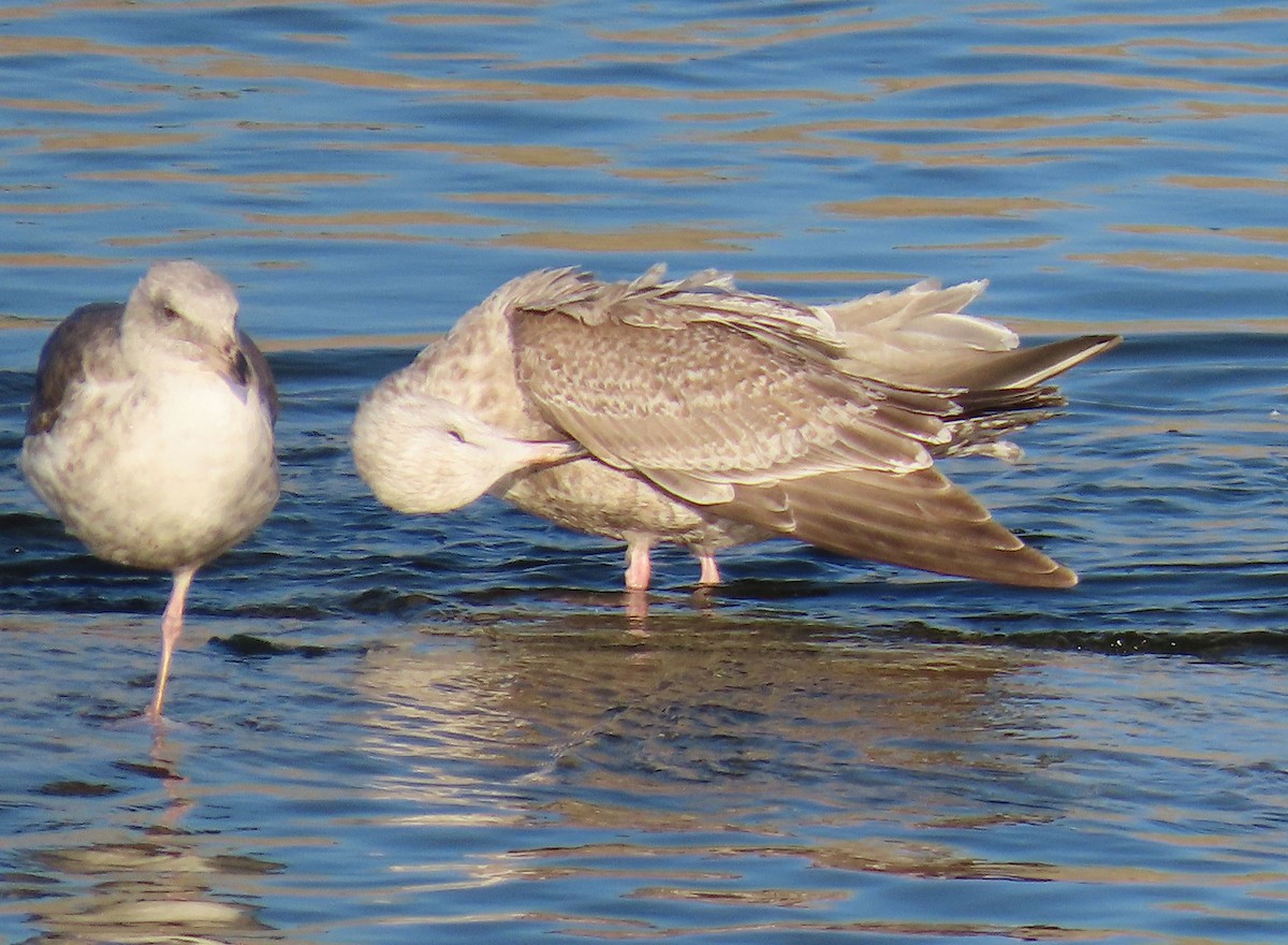American Herring x Glaucous-winged Gull (hybrid) - ML646951830