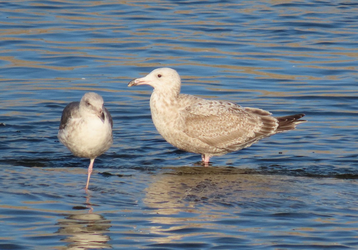 American Herring x Glaucous-winged Gull (hybrid) - ML646951831