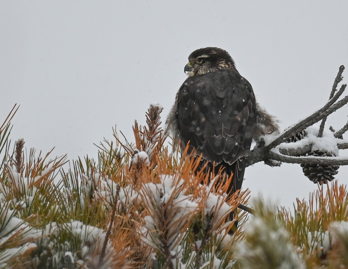 Boz Doğan - ML646951832