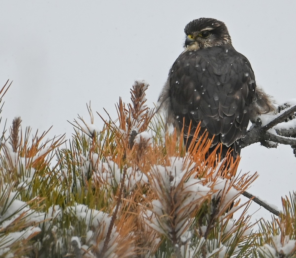 Boz Doğan - ML646951833