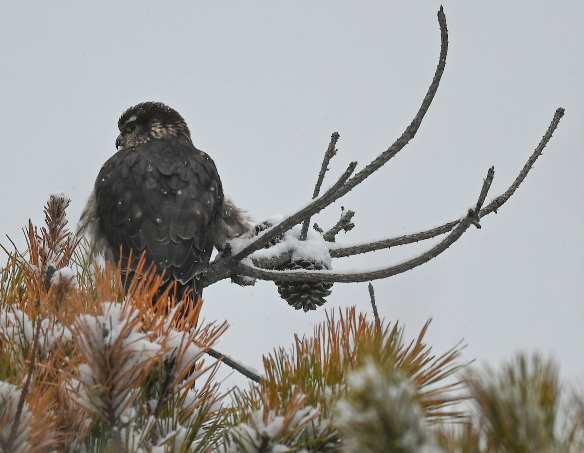 Boz Doğan - ML646951834