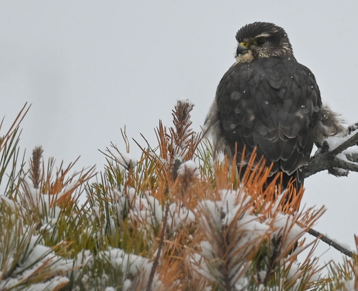 Boz Doğan - ML646951835