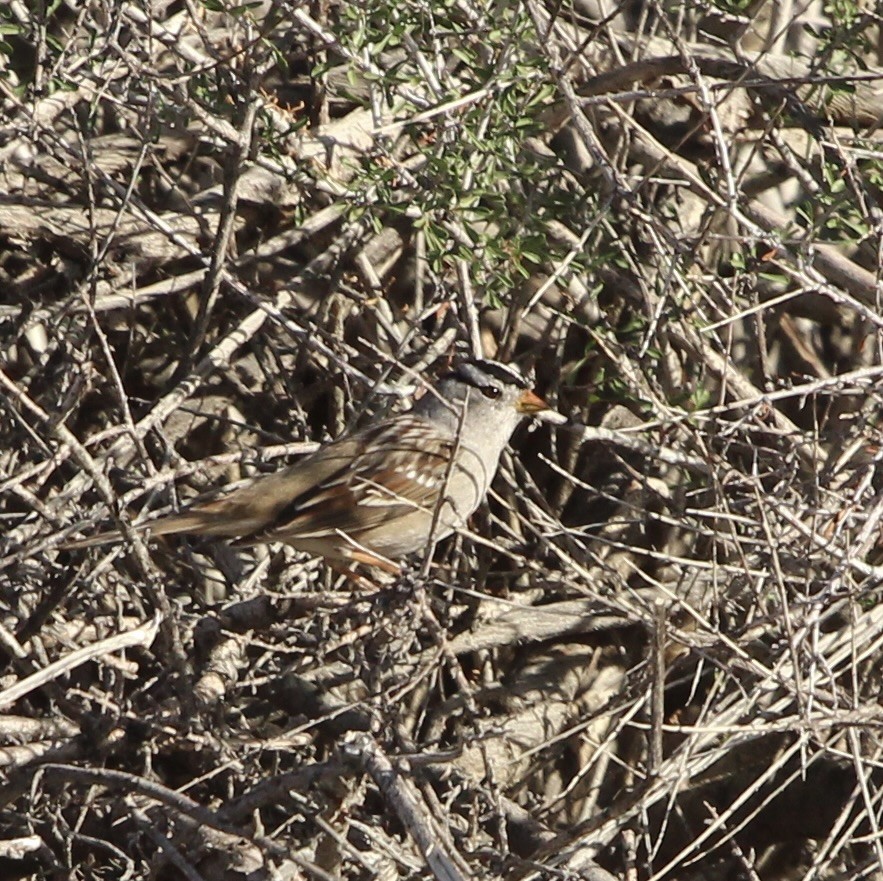 Dachsammer - ML646951836