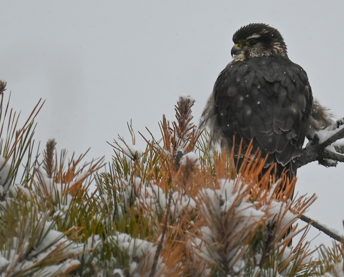 Boz Doğan - ML646951837