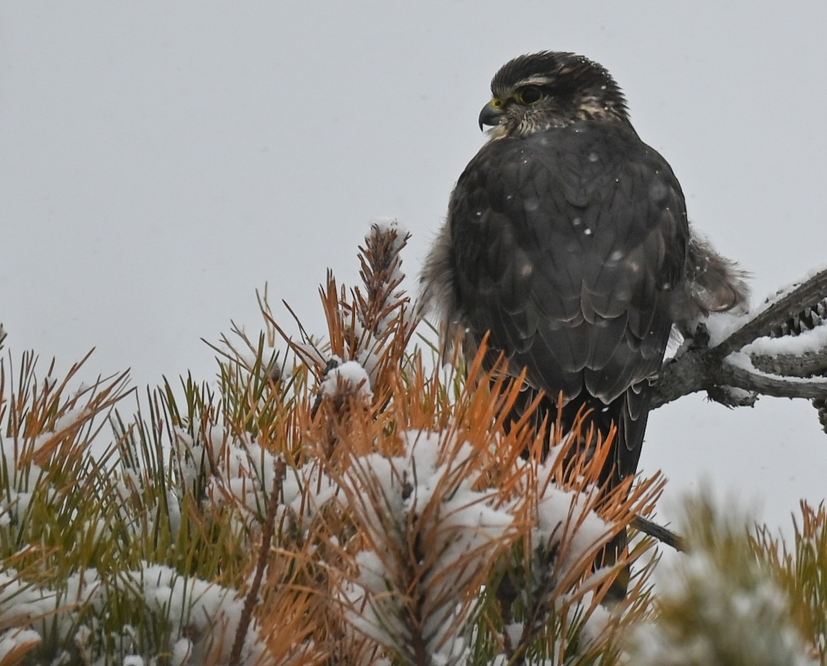 Boz Doğan - ML646951839