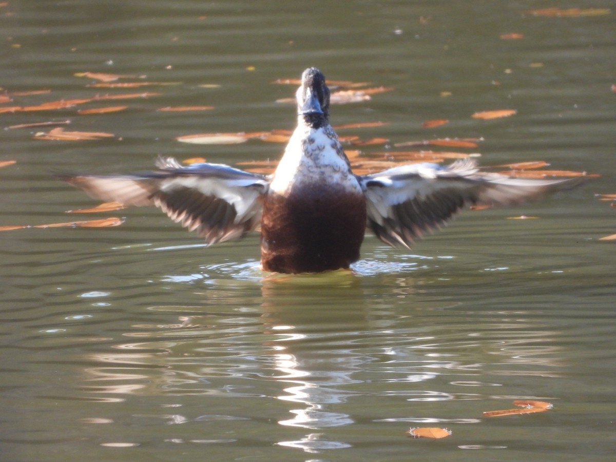 琵嘴鴨 - ML646951843