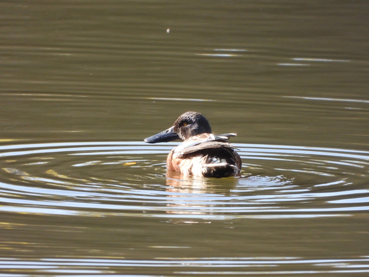 琵嘴鴨 - ML646951844