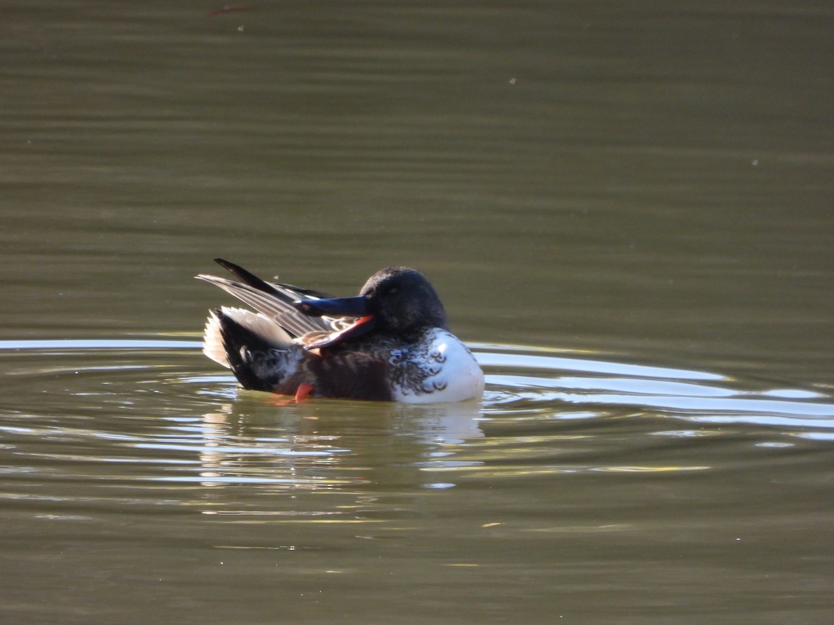 琵嘴鴨 - ML646951845