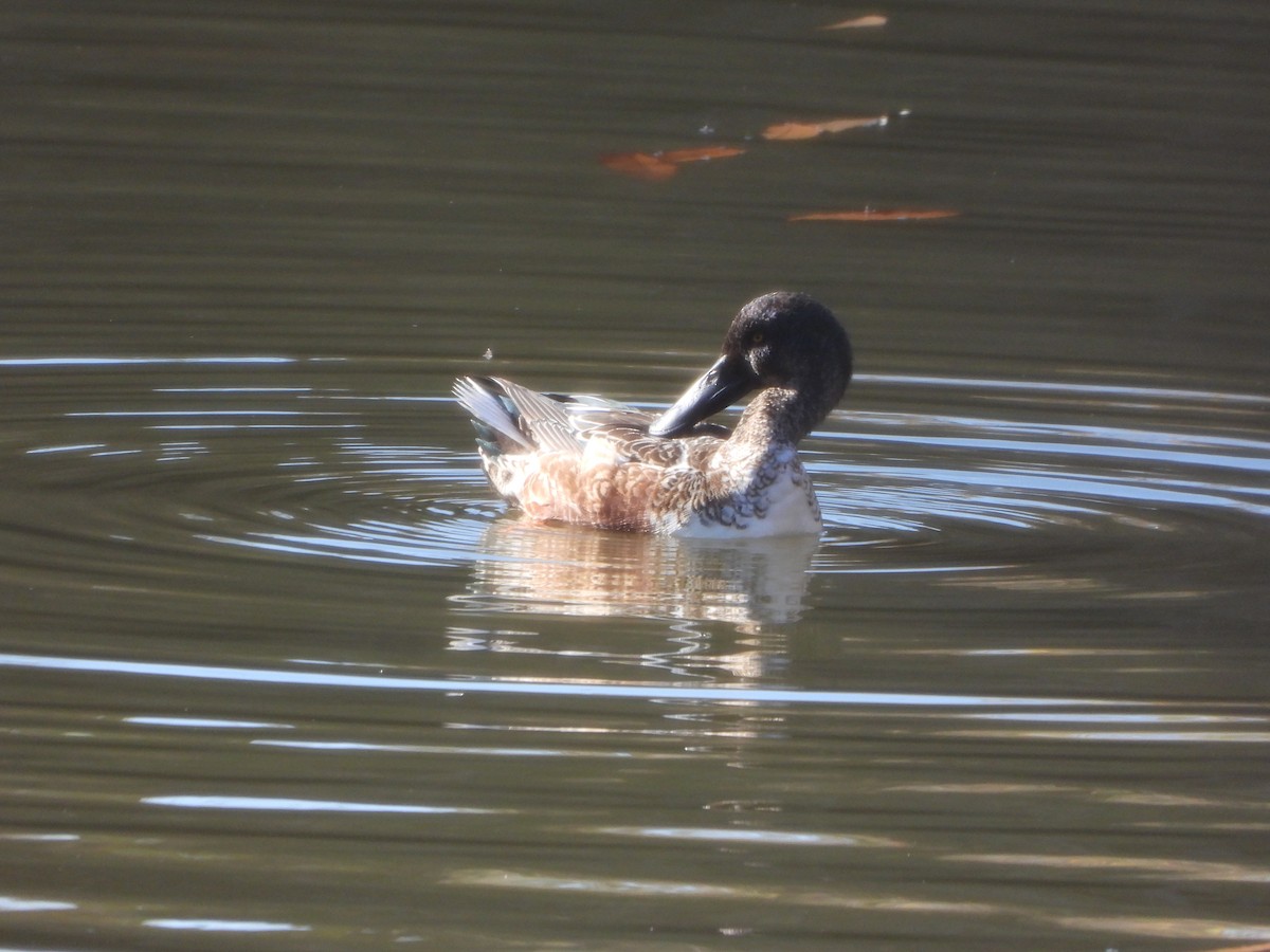 琵嘴鴨 - ML646951846