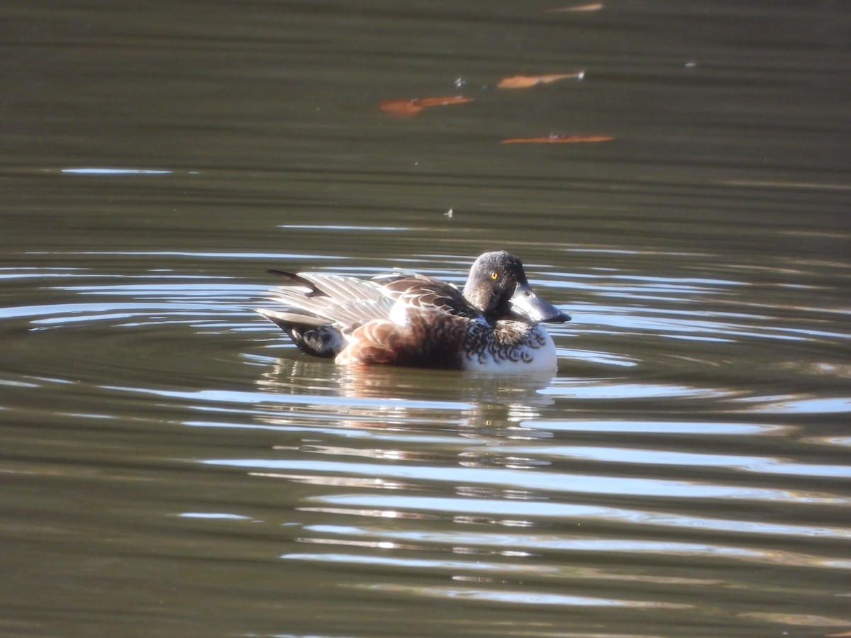 琵嘴鴨 - ML646951847