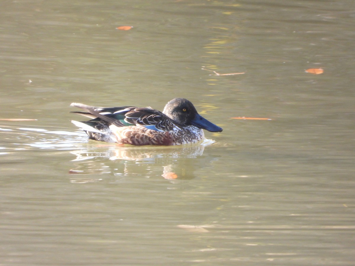 琵嘴鴨 - ML646951848