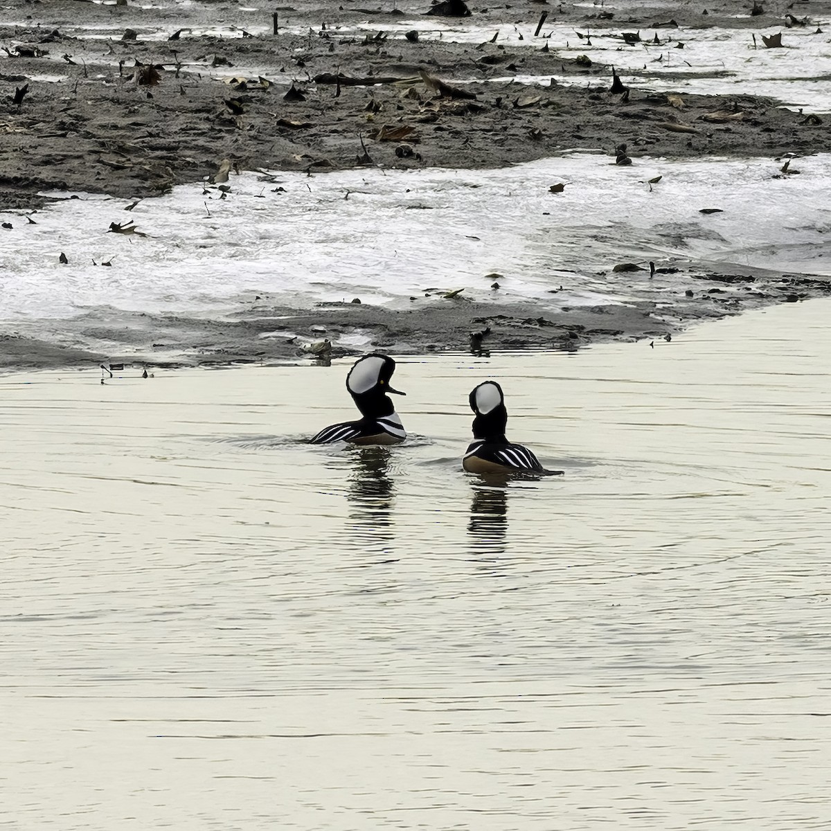 Hooded Merganser - ML646951849