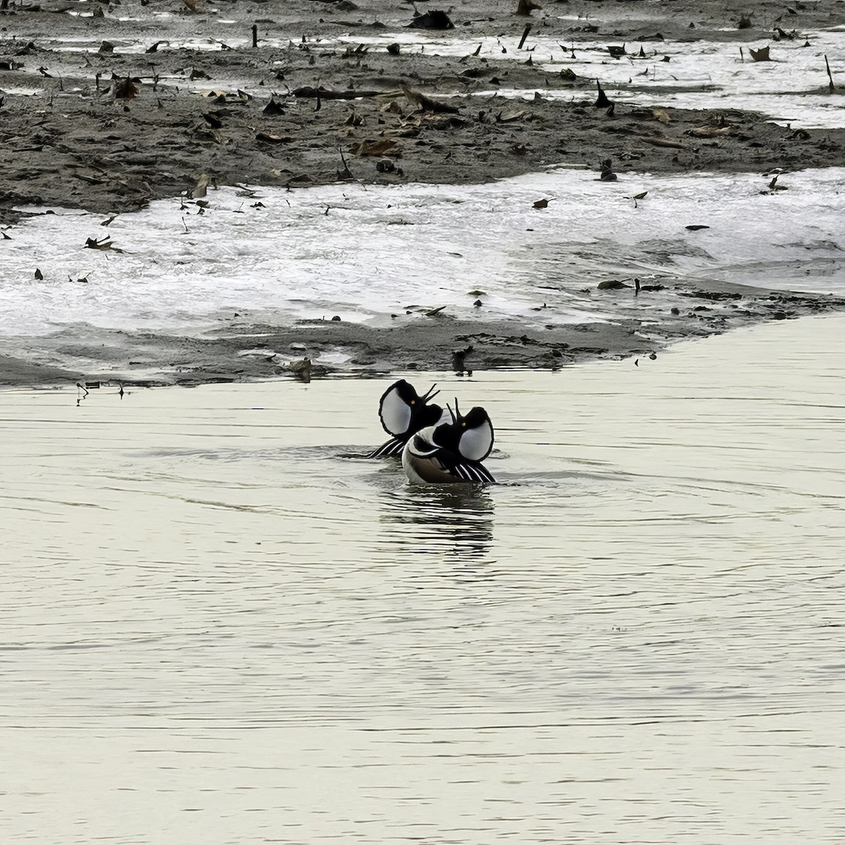 Hooded Merganser - ML646951851