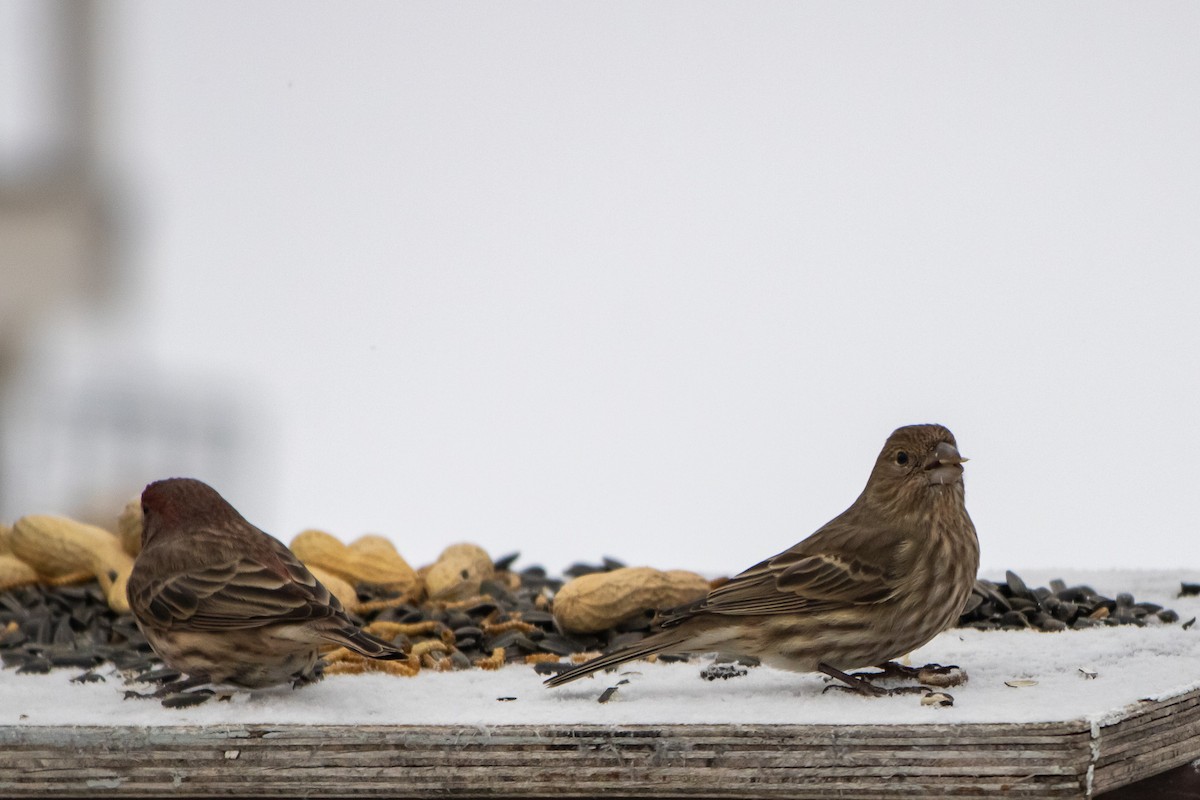 Roselin familier - ML646951852