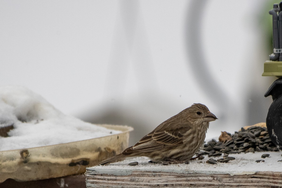 Roselin familier - ML646951853