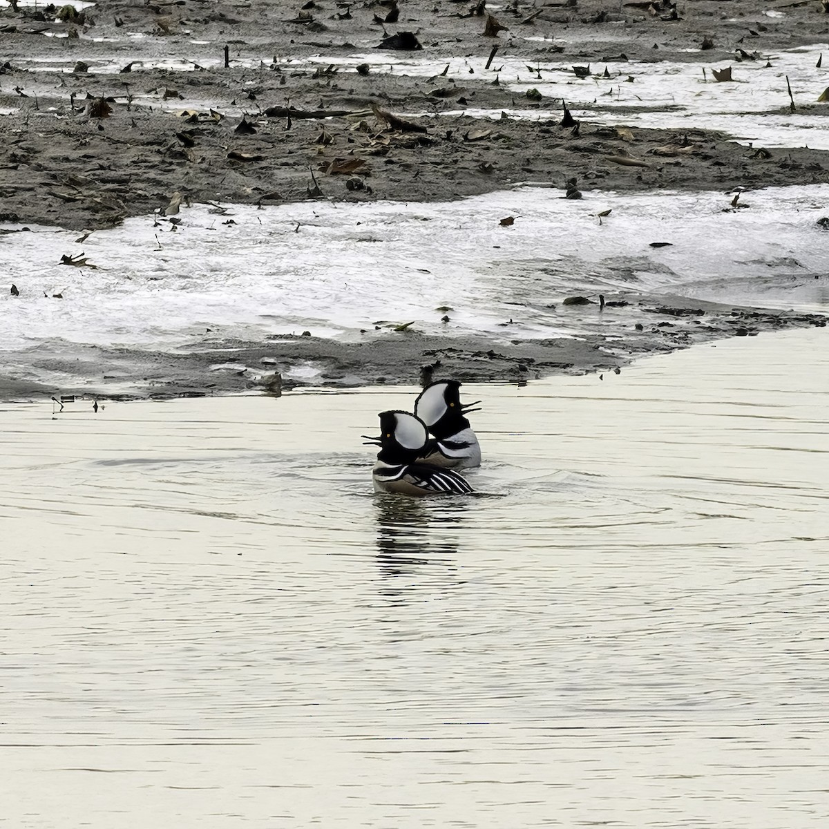 Hooded Merganser - ML646951854