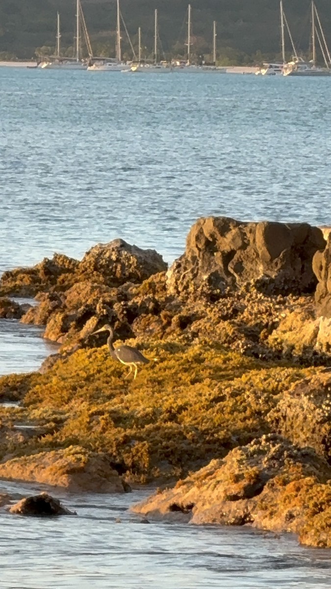 Tricolored Heron - ML646951855