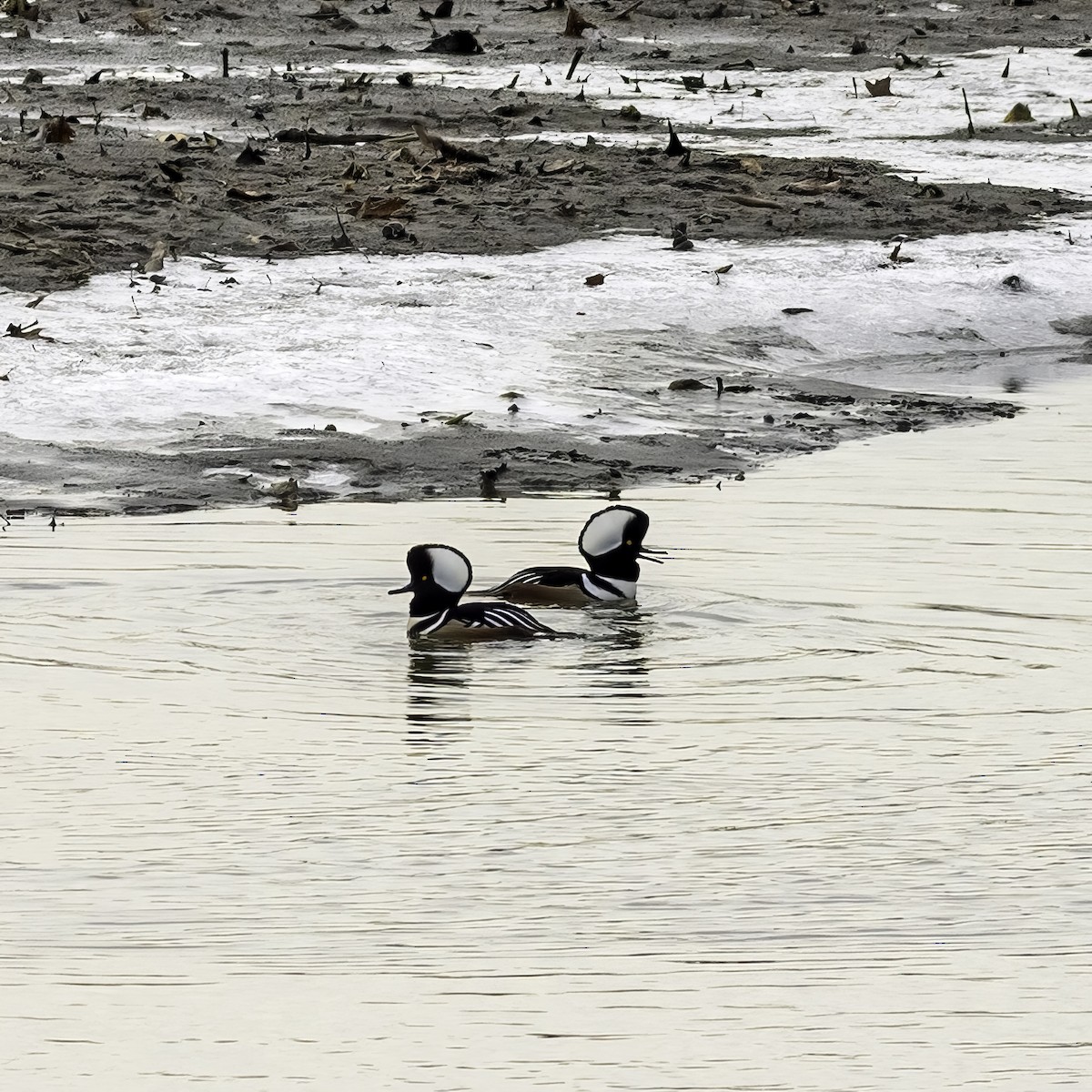 Hooded Merganser - ML646951857
